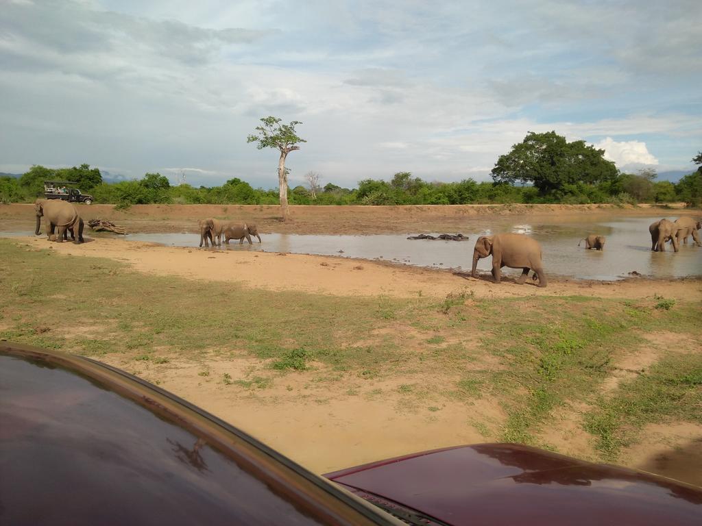 Brookline Safari Resort Udawalawe Eksteriør bilde